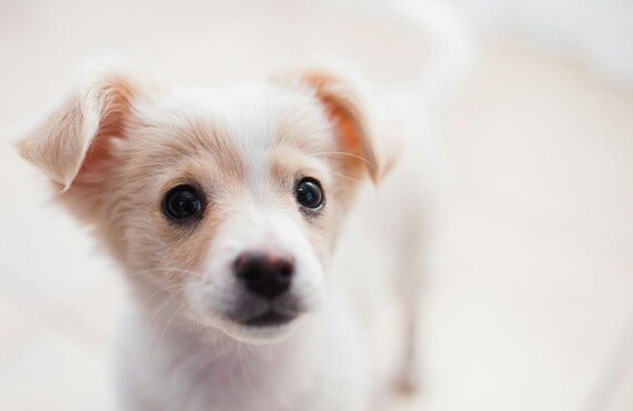 子犬の利用も大歓迎！【横須賀のドッグホテルならほっとふぃーるど】